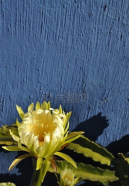 花,花瓣,性質