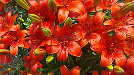百合,东方莉莉,花