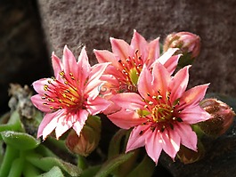 开花,houseleek,厂