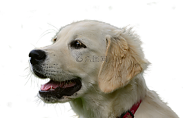 金毛獵犬,孤立,狗