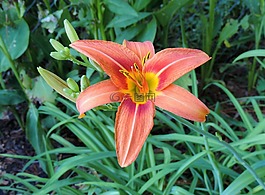 黃花菜,花的,植物