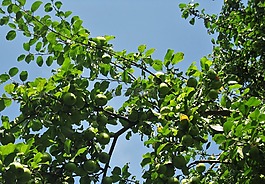 蘋果樹,青蘋果,夏季