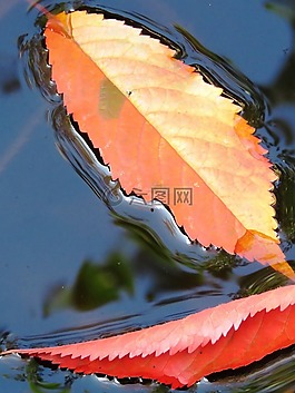 葉子,水,秋季