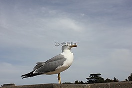 tarrock,天堂,藍(lán)色
