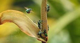 昆蟲,性質(zhì),野生動物