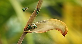 性質(zhì),昆蟲,野生動(dòng)物