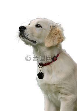 金毛猎犬,狗,hundeportrait