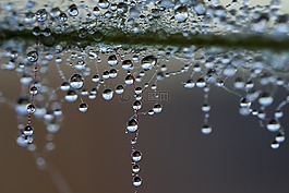 一滴水,露水,珍珠