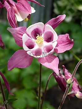 老奶奶的帽子,aquilegia,紫色