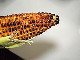 食品,玉米,健康