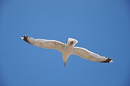 海鷗,藍(lán)藍(lán)的天空,鳥
