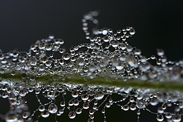 一滴水,露水,珍珠