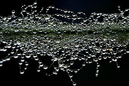 一滴水,露水,珍珠