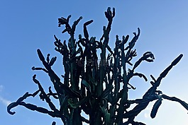 仙人掌,多汁,多刺
