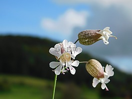 秋,花,自然