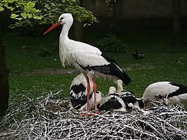 鹳,storchennest,鸟