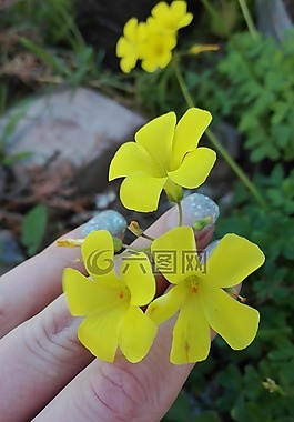 花,黃色,開花