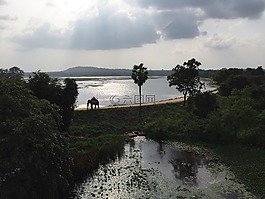 斯里兰卡,大象,sigirya