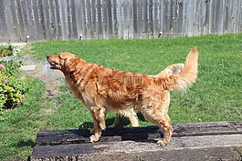 金毛尋回犬,狗,檢索器
