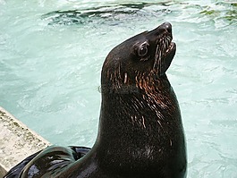 海獅,動(dòng)物園,動(dòng)物