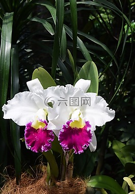 果园,新加坡,植物园