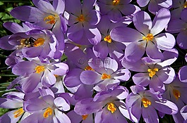 藏紅花,紫,春天