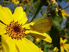 黃色的花,春,蝴蝶