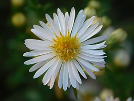 秋,花,雛菊