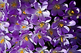 藏紅花,紫,春天