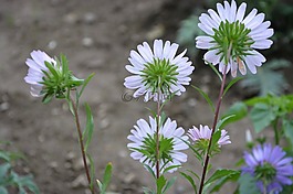 花,黃色的花,雛菊