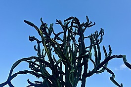 仙人掌,多汁,多刺