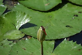 蜻蜓,池,莲花