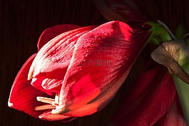 阿馬麗利斯,紅色,鮮花