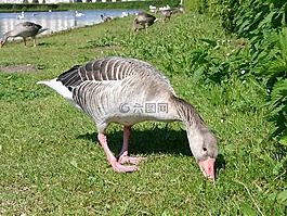 野生動物,鵝,加拿大鵝