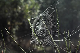 蜘蛛,web,戶外