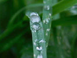 雨滴,草,自然