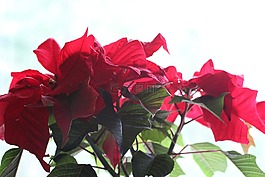 綠色,葉,紅色