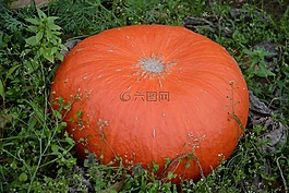 南瓜,橙色,一個(gè)