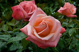 性質(zhì),花,玫瑰