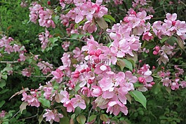 櫻花,鮮花,春天