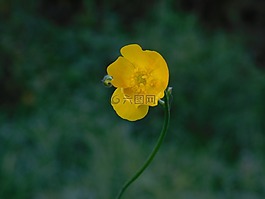 秋,花,自然