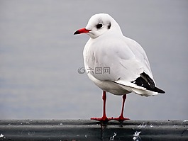 海鷗,鳥(niǎo),肖像