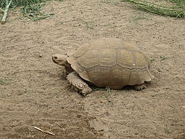 rießenschildkröte,龟,meeresbewohner