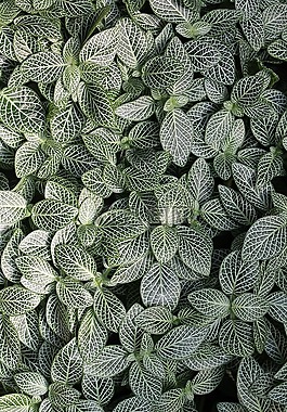 綠色,植物,葉