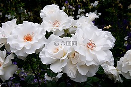 花,開花,玫瑰