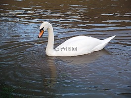 天鵝,水禽,游泳