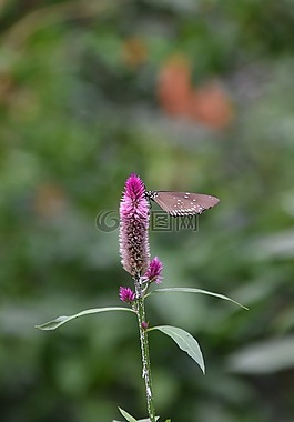 鮮花,花園,性質(zhì)