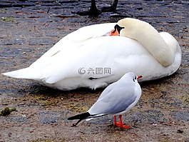 天鵝,海鷗,鳥(niǎo)