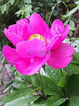 牡丹,植物,玫瑰鮮花