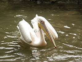 佩利坎,鳥,鳥類